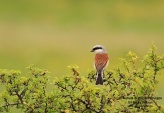 WildLife Photos of Birds, Shrikes, Red-backed Shrike, Lanius collurio